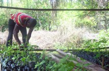 Post_Agroforestry_Volunteer works in nursery