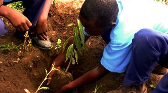Feature_Treeplanting exercise