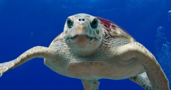 HP_Loggerhead turtle