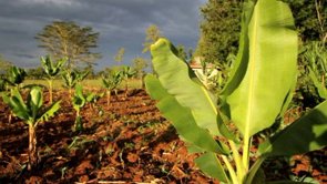 Slideshow: Changing weather patterns affects Kenyan maize farmers
