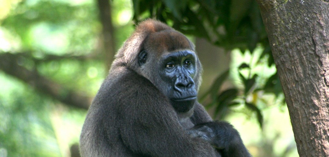 takamanda-cross-river-gorilla-conservation-project