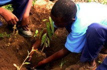 Feature_Treeplanting exercise