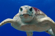 HP_Loggerhead turtle
